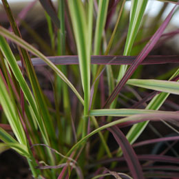 Gramnea dos escovilhes 'Fireworks'